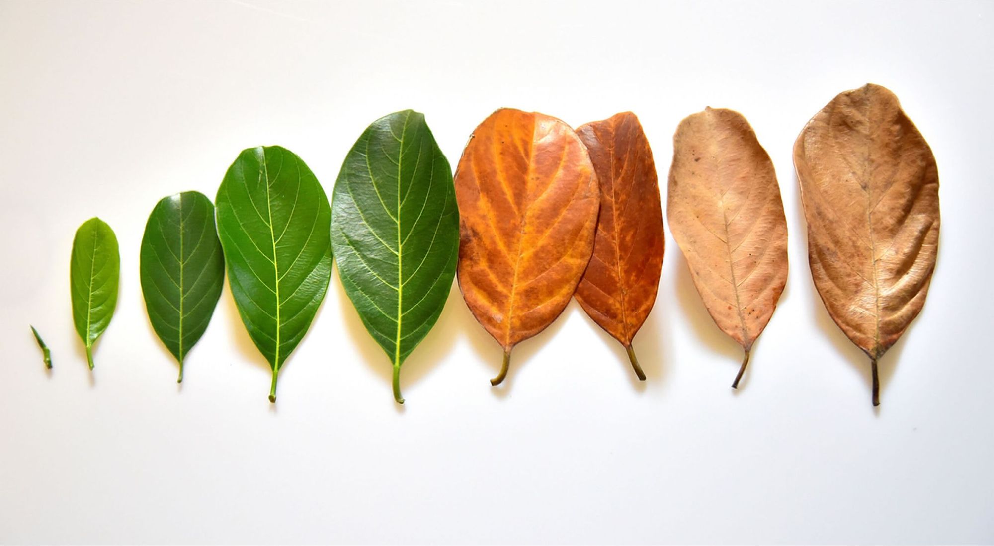7 Key employee life cycle stages and how it can help improve company culture