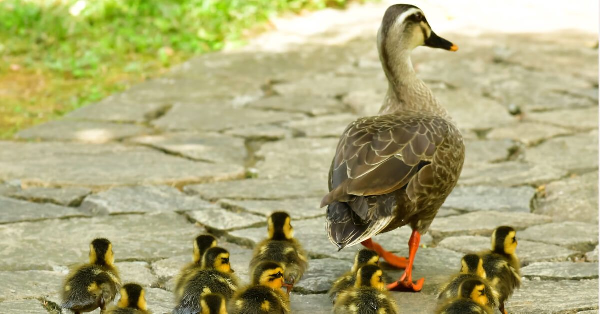 Ducklings following a mother duck