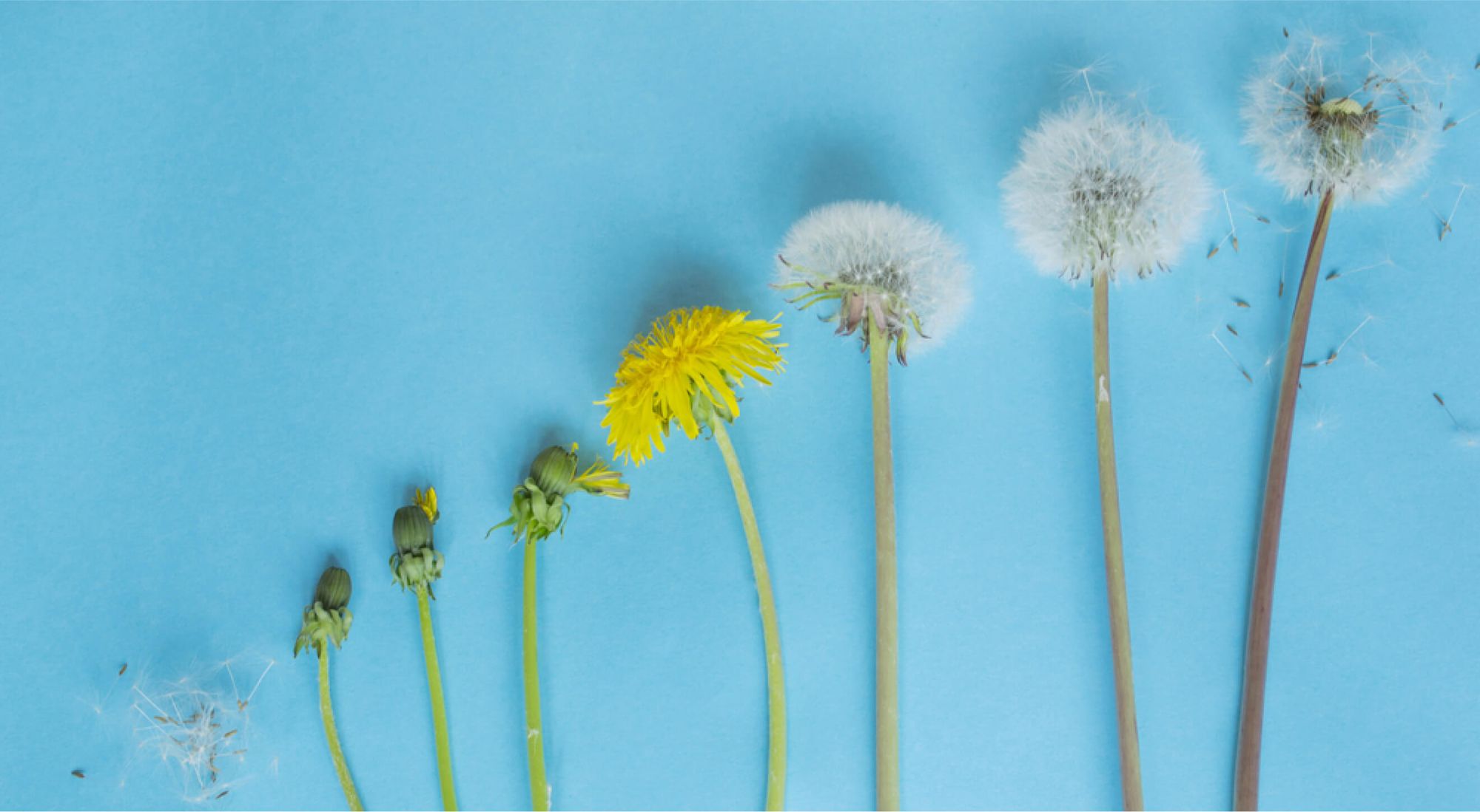The organizational life cycle and what it means for HR strategy