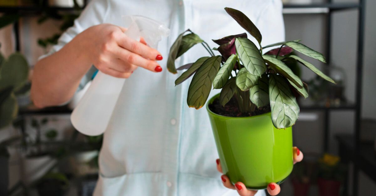 Person spraying water on a houseplant