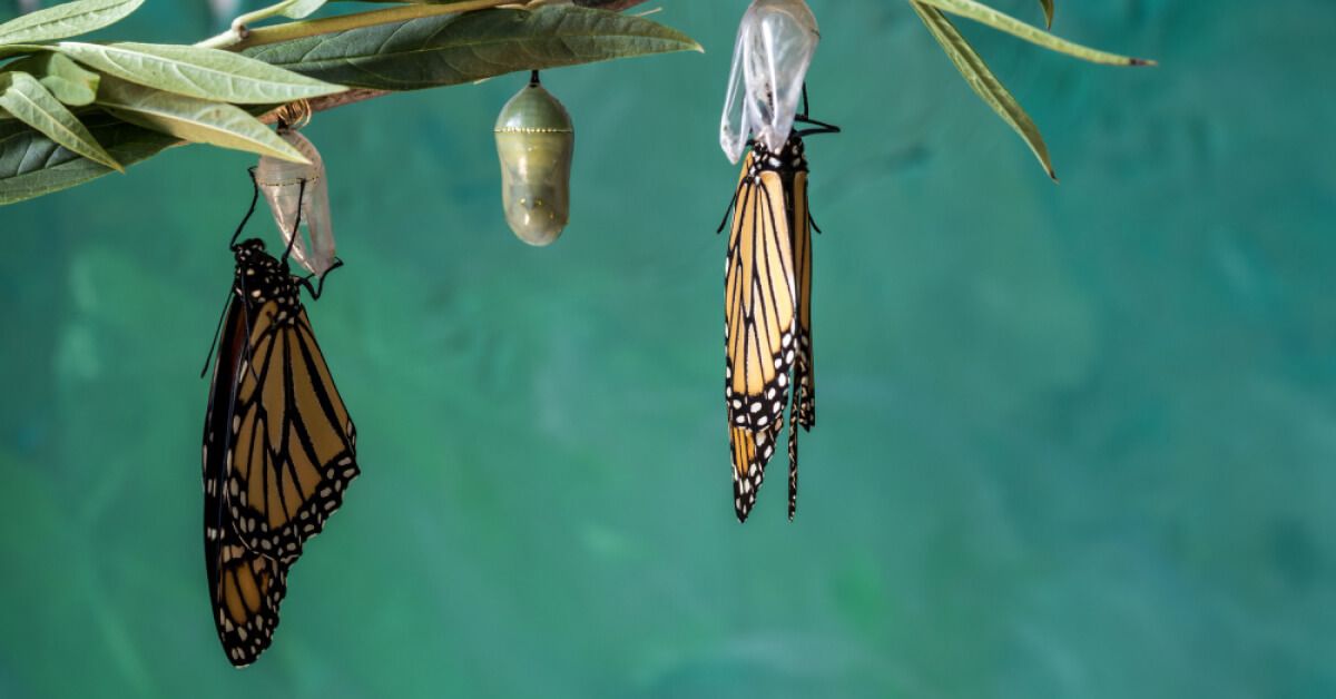 Different stages of a butterflies life cycle