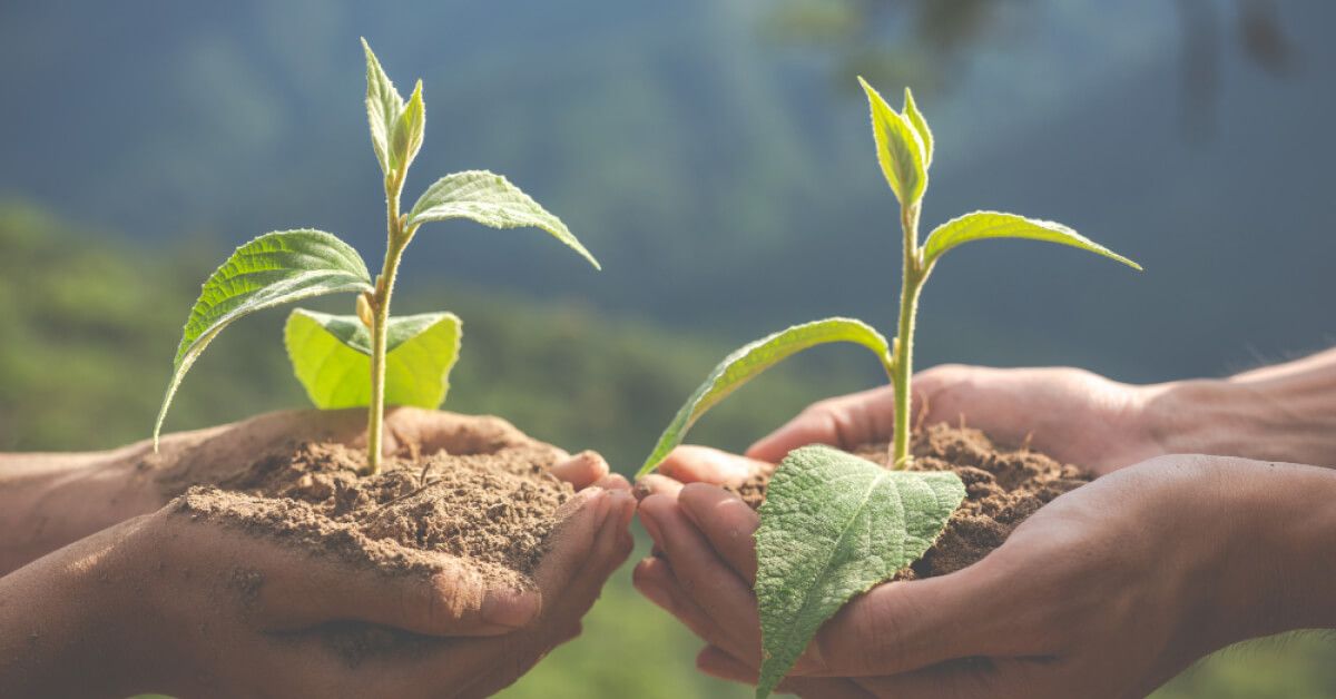 Saplings