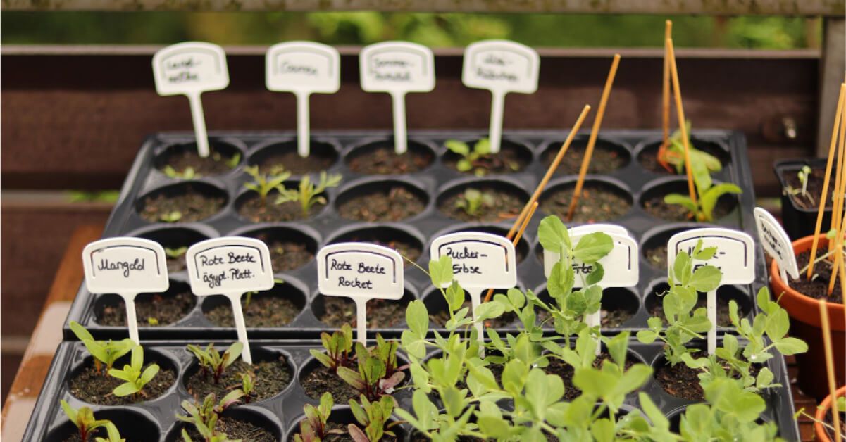 Different plants growing in the same nursery