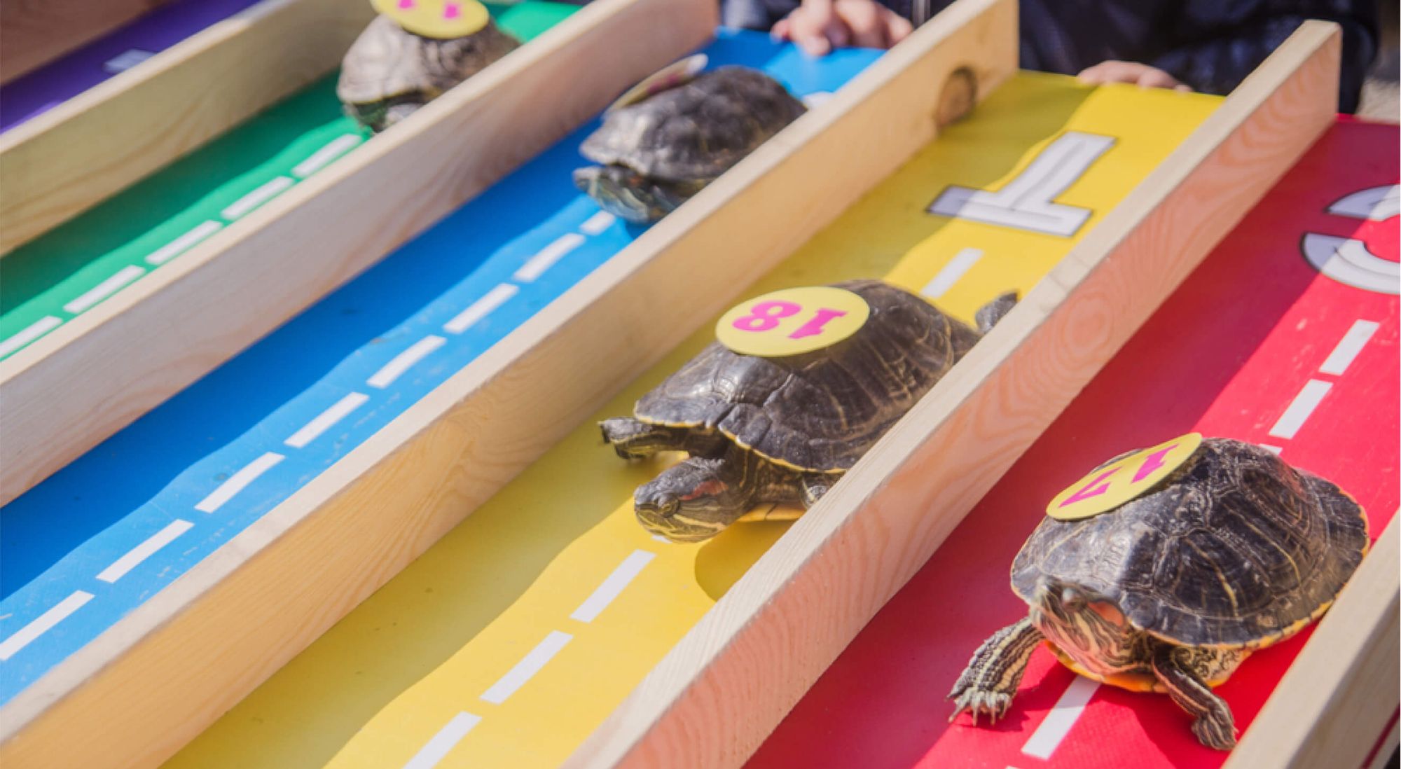 Turtles racing