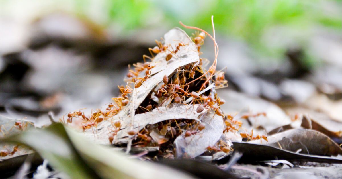 Many fire ants on some leaves