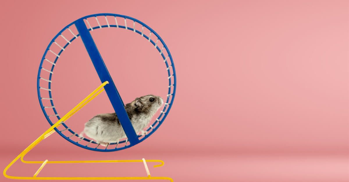 A hamster running