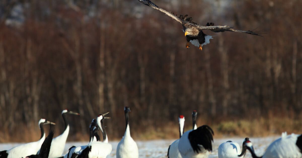 Standing group of birds looking up at another bird that's flying