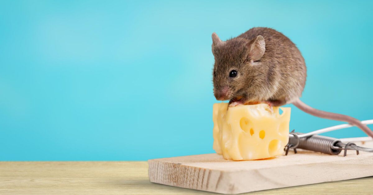 A mouse sitting on top of cheese, about to get caught in a mousetrap