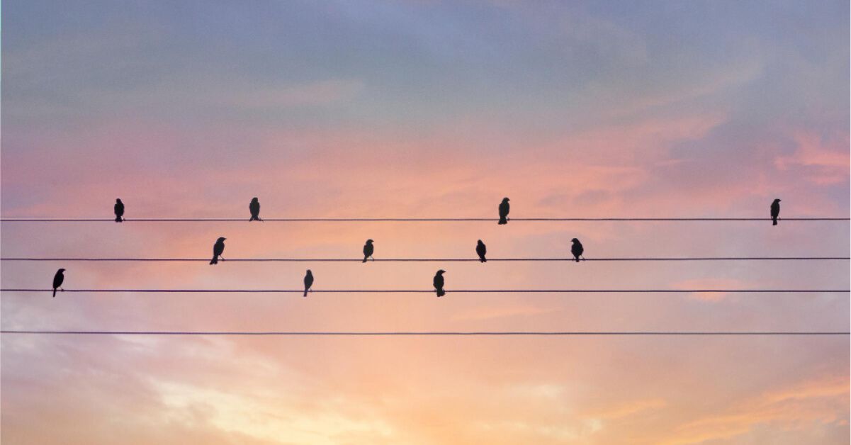 Birds sitting on a wire