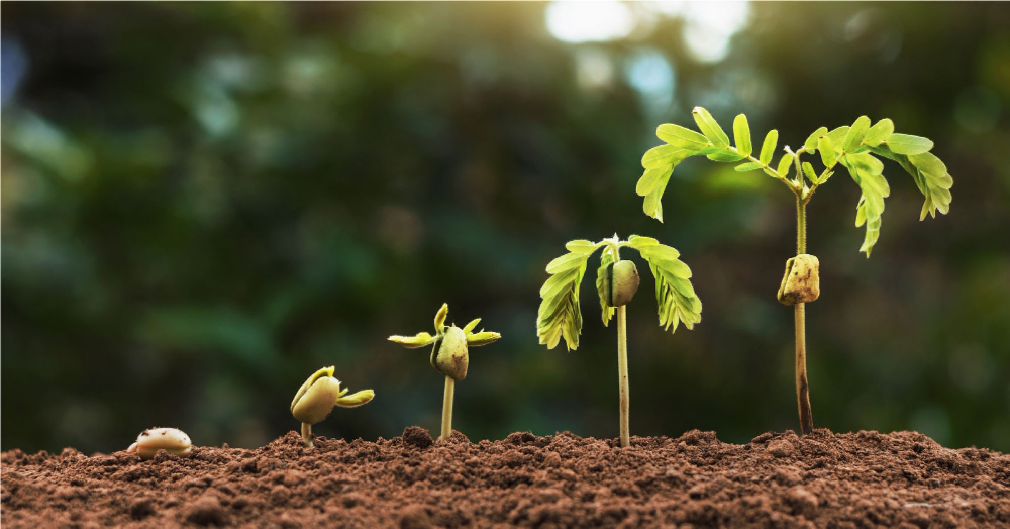 A plant's different stages of growth