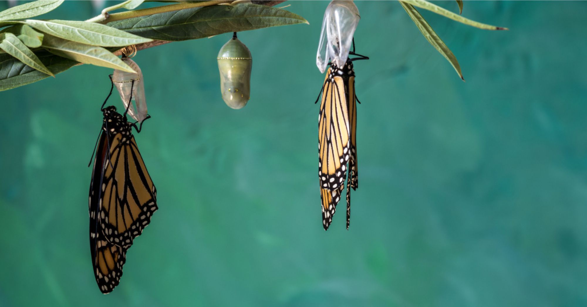 Butterflies slowly coming out of it's chrysalis