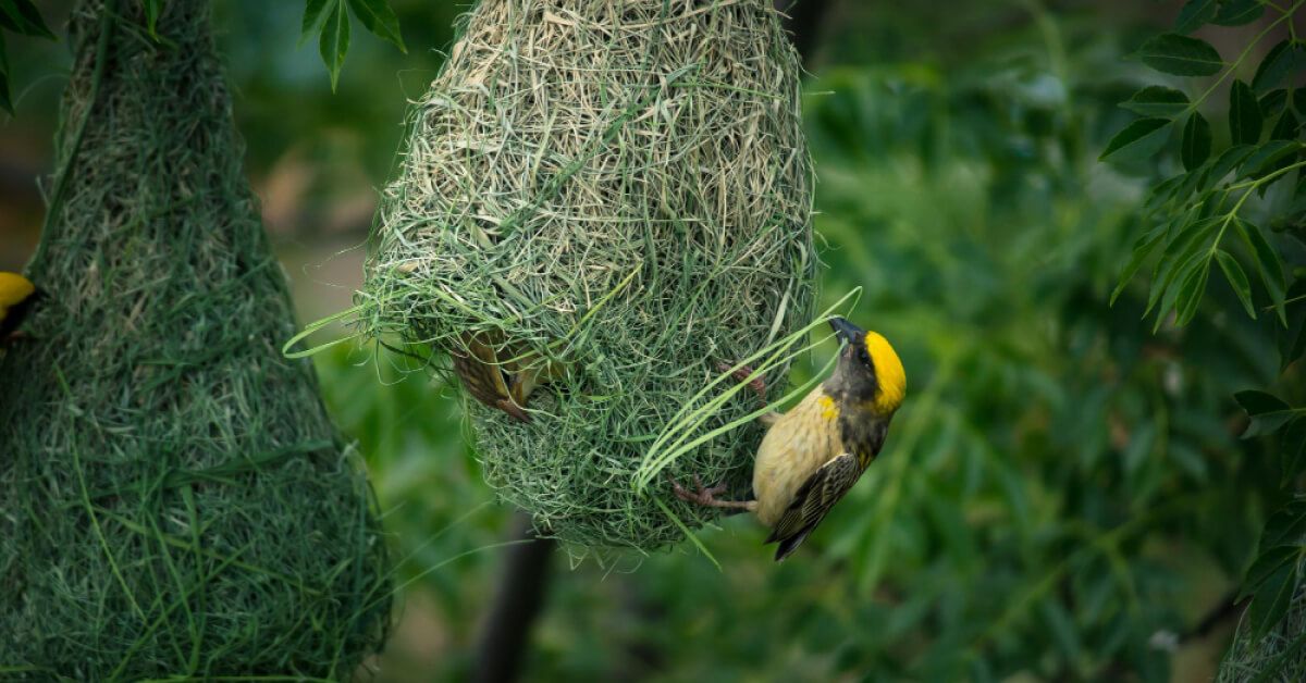 Bird building it's nest