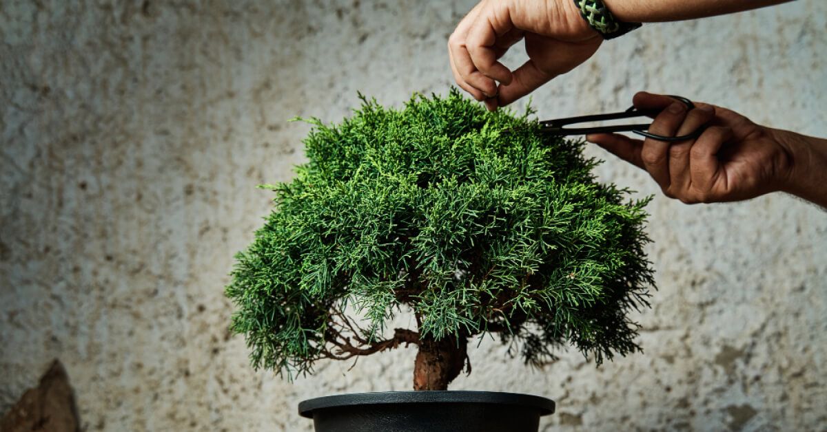 Bonsai plant being trimmed