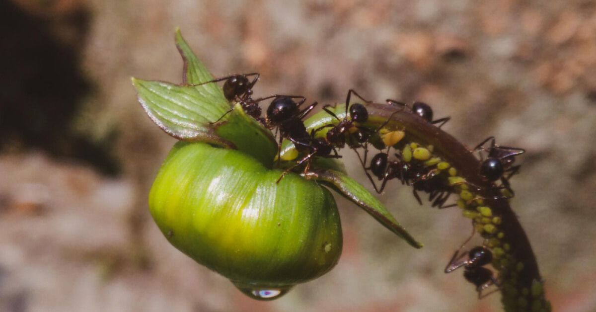Ants on a plant