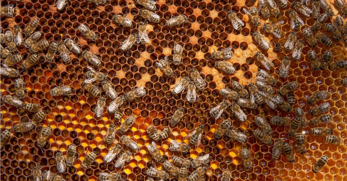 Bees being busy in their honeycomb