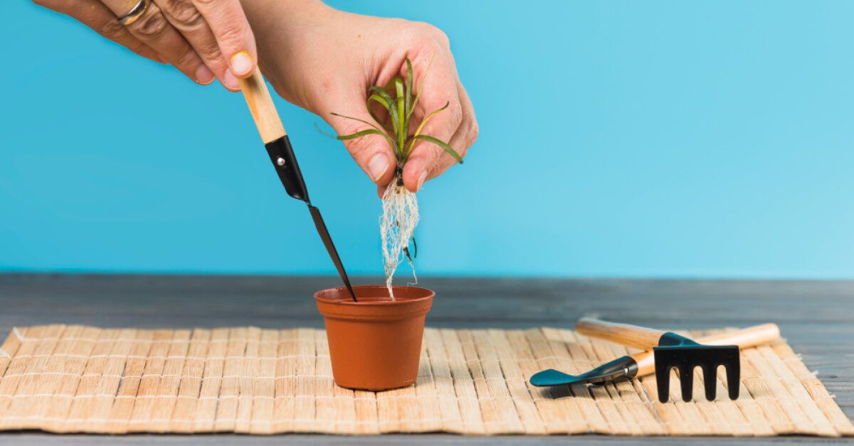 Hands planting