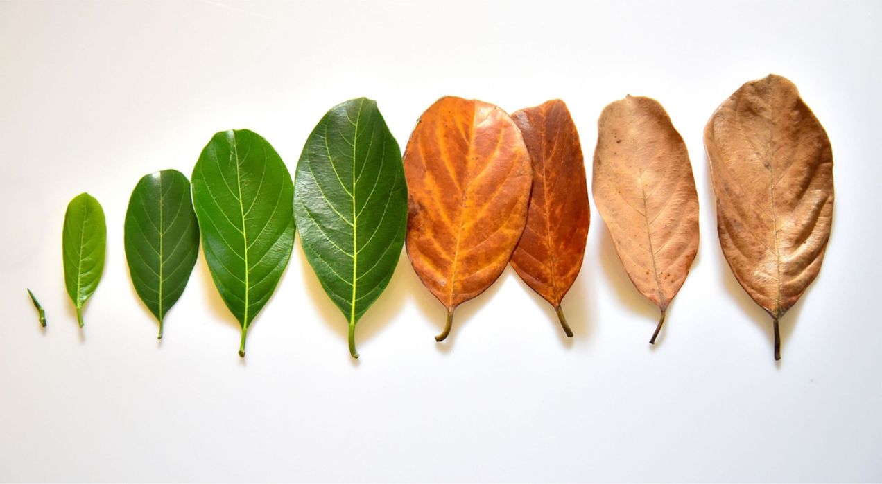 7 Employee life cycle stages and how they align people with business goals in 2025