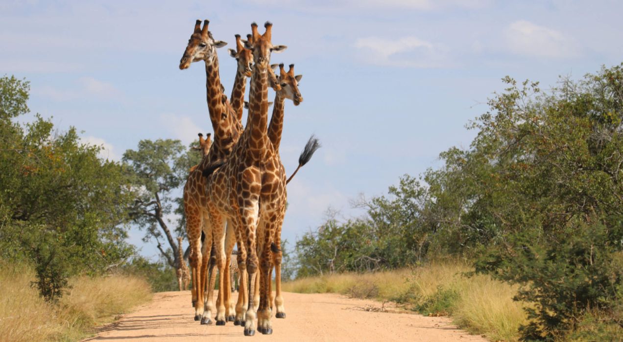 Allyship in the workplace: Where inclusion meets action for impact