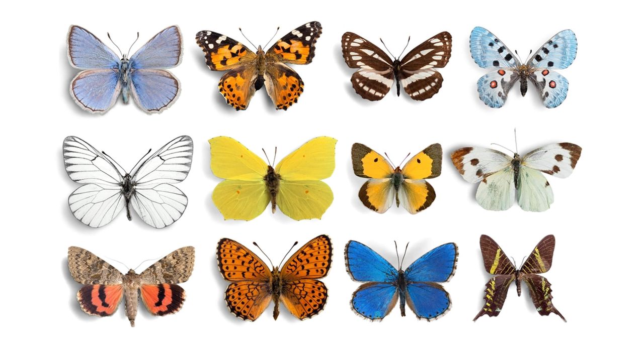 What is DEI training: Everything you need to know