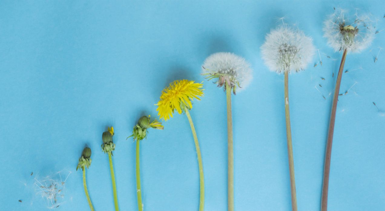 The organizational life cycle and what it means for HR strategy